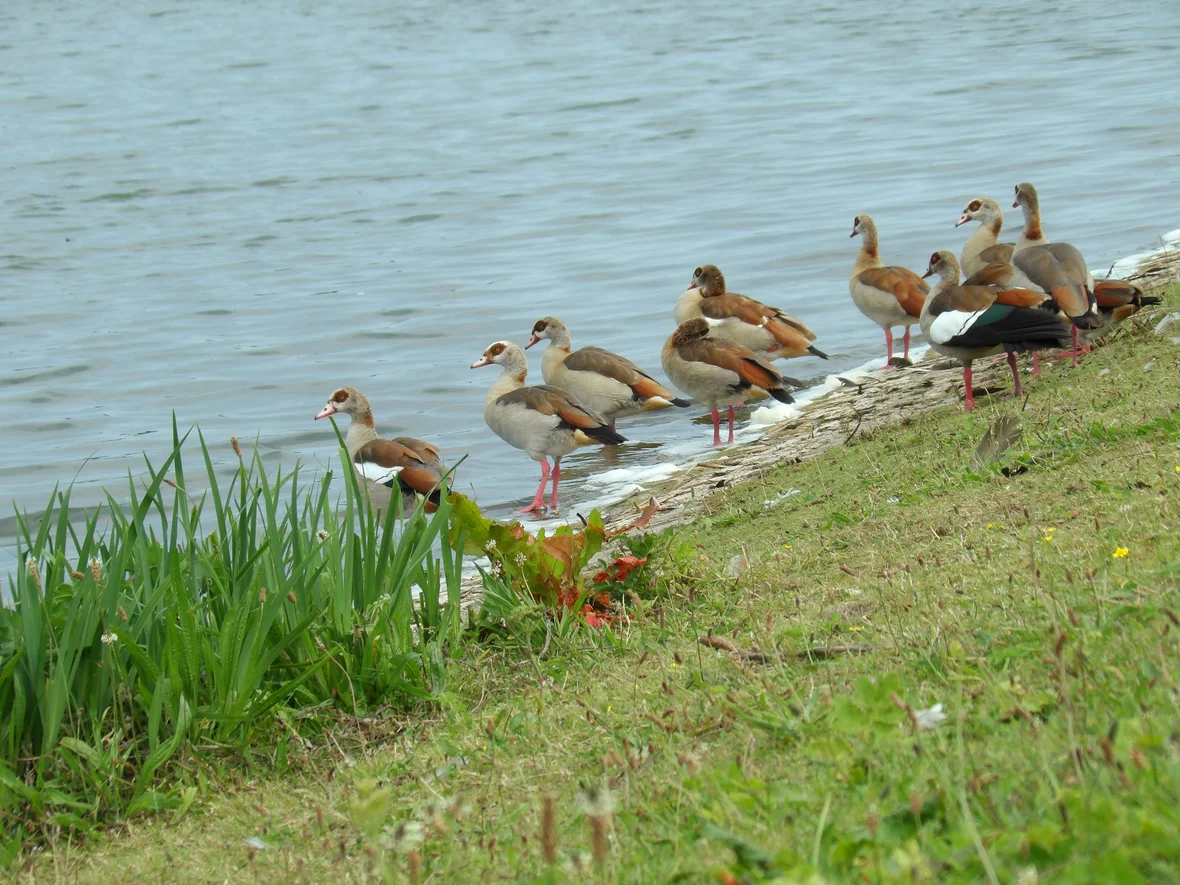 Zoetermeerse Plas